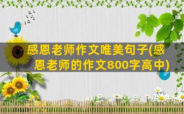 感恩老师作文唯美句子(感恩老师的作文800字高中)