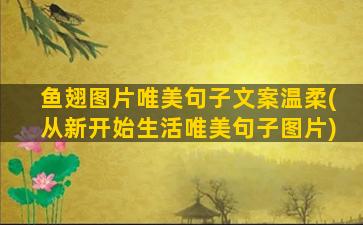 鱼翅图片唯美句子文案温柔(从新开始生活唯美句子图片)